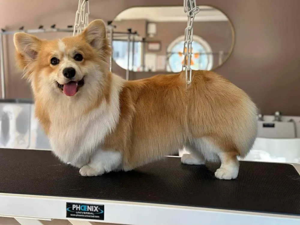 Soins pour animaux près de Baud