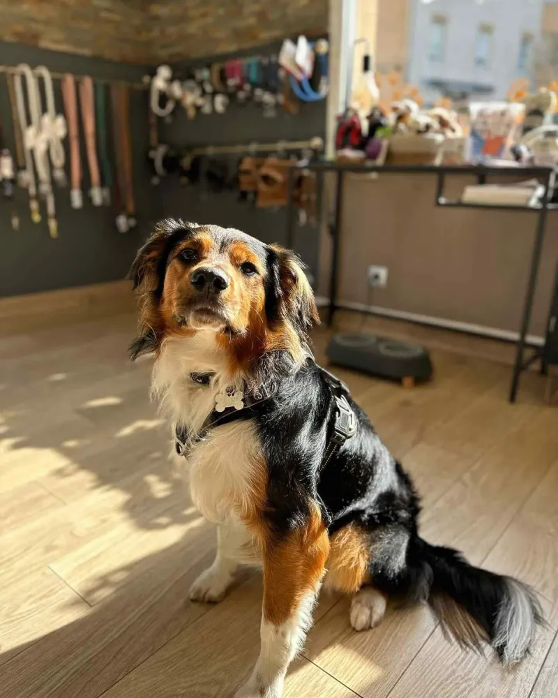 Toiletteur près de Baud