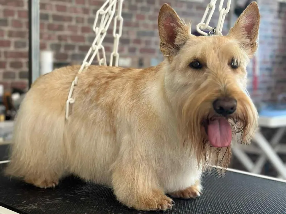 Toilettage coupe ciseau pour chien près de Baud