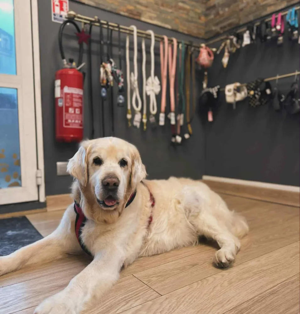 Accessoires pour animaux près de Baud