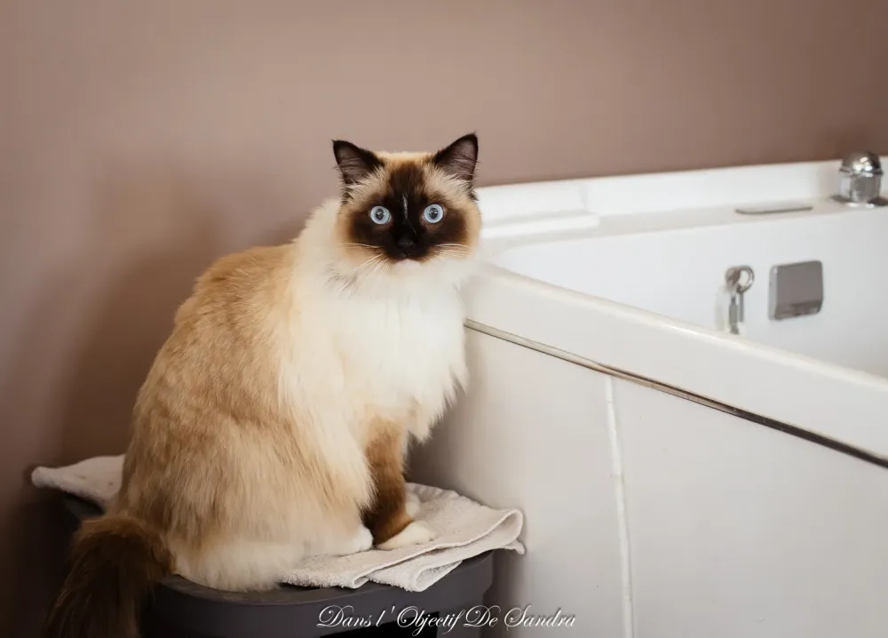 Toilettage chat près de Baud
