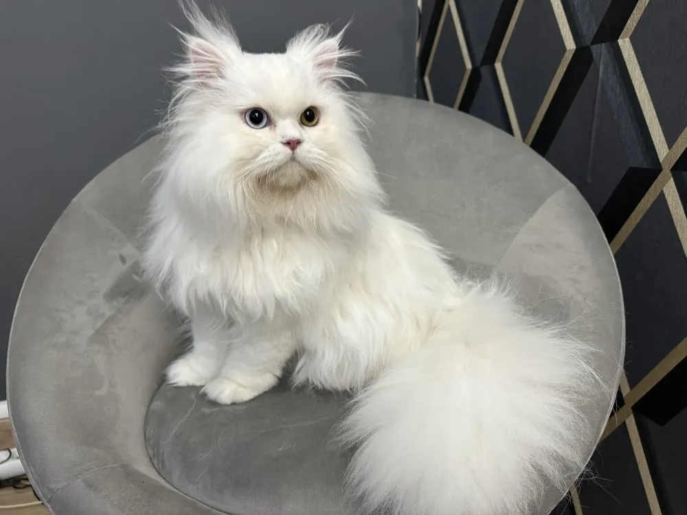 Salon de toilettage près de Baud