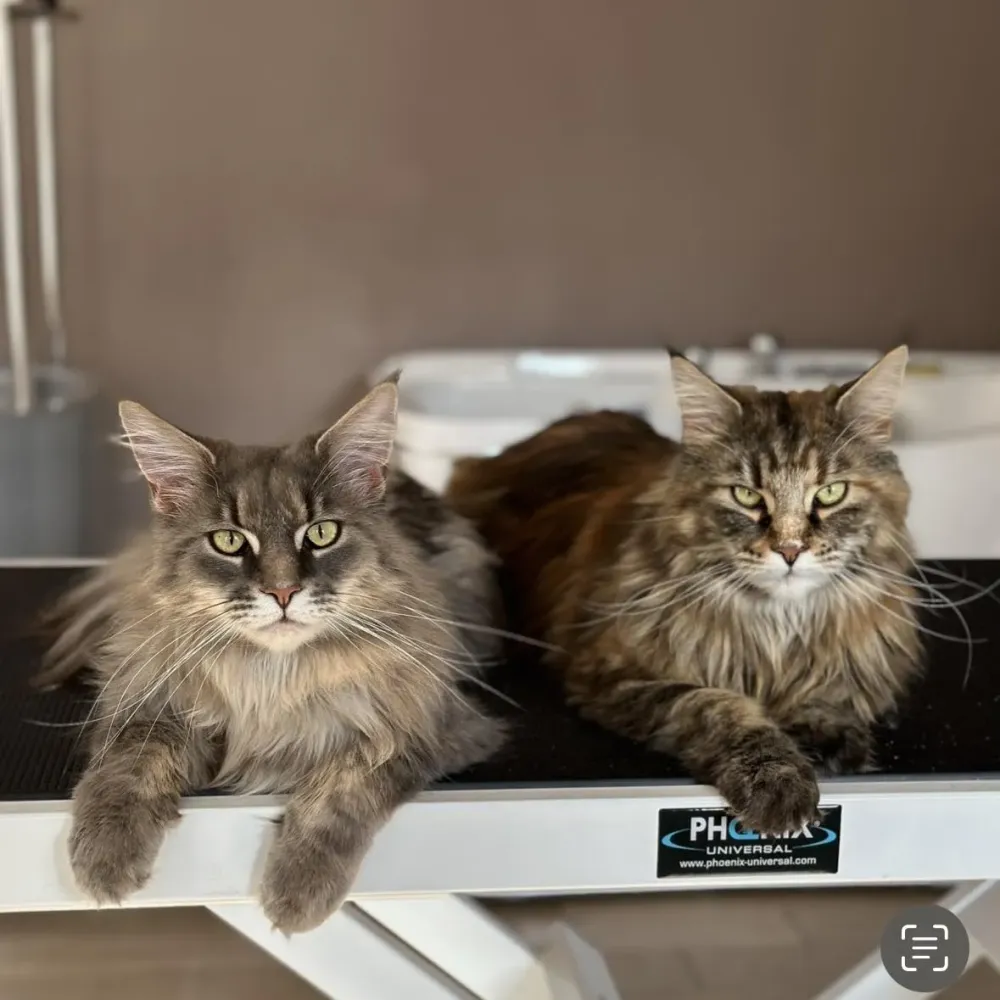 Toilettage animaux près de Baud