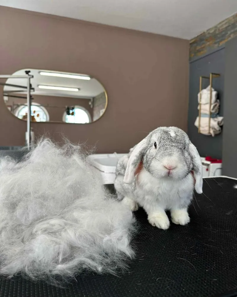 Toilettage lapin près de Baud